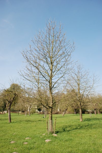 LH25 / Schneiders spaete Knorpelkirsche