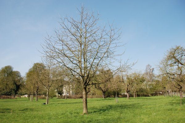 LH32 / Hedelfinger Riesenkirsche