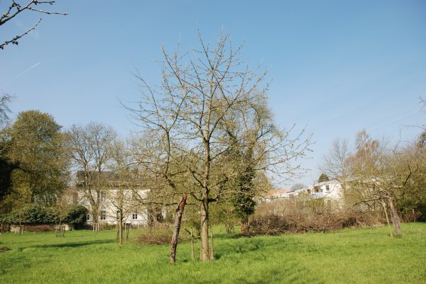 LH55 / Hedelfinger Riesenkirsche