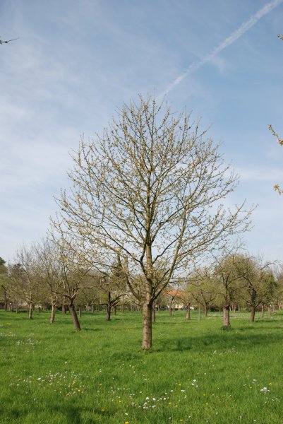 LH88 / Schneiders spaete Knorpelkirsche