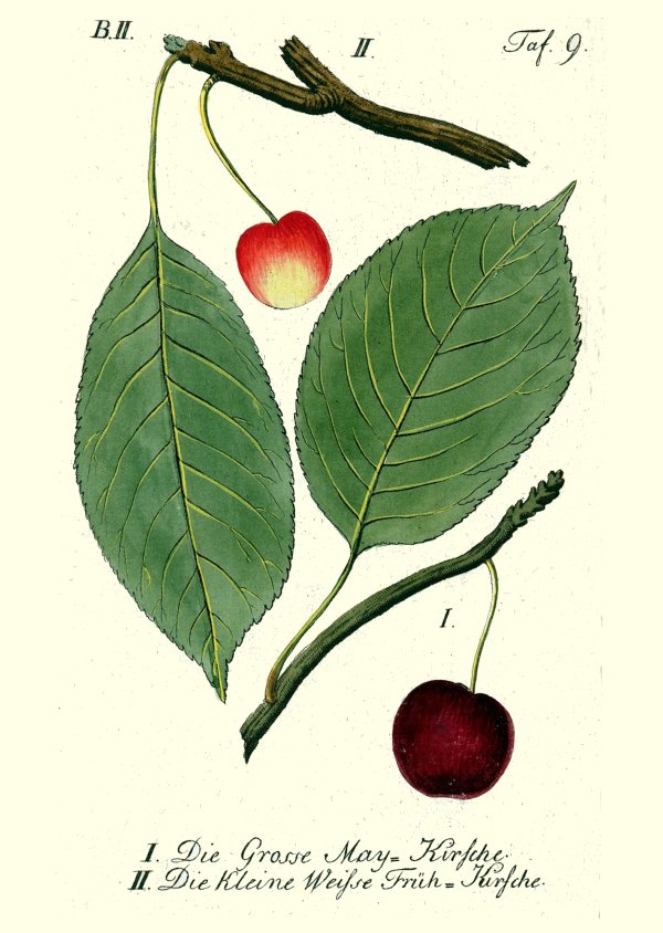 BUND-Lemgo Obstsortendatenbank